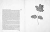 Phloeospora heraclei image